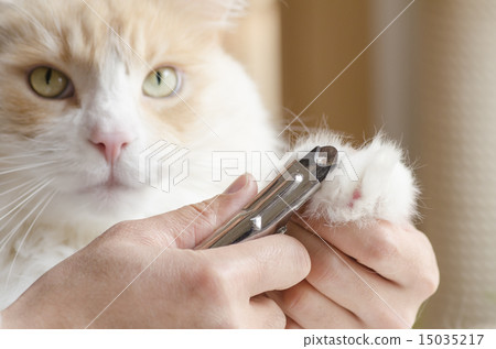 Cat nail clippers Cat nail clippers 15035217
