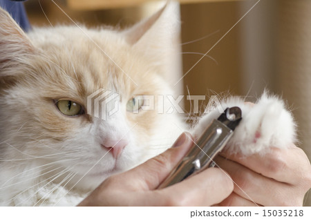 Cat nail clippers Cat nail clippers 15035218