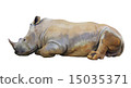 Rhino 15035371