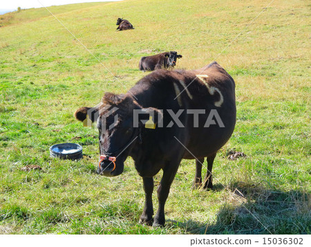Cattle grazing (Aso / Kuzumi Kogen) Cattle grazing (Aso / Kuzumi Kogen) 15036302