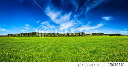 Summer meadow panorama 15036381