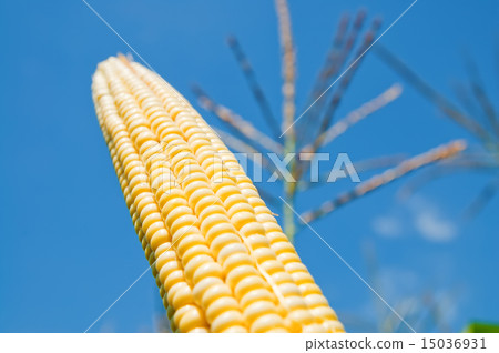 fresh maize under deep blue sky fresh maize under deep blue sky 15036931