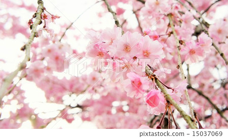 櫻桃樹 櫻桃樹 15037069