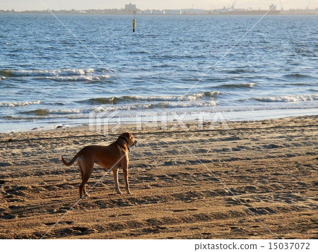 Australian dog Australian dog 15037072