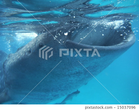 鯨鯊 15037096