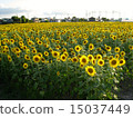 向日葵田 15037449