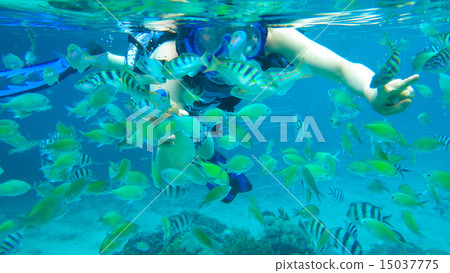 Squid dive in Lembongan Island, Bali Squid dive in Lembongan Island, Bali 15037775