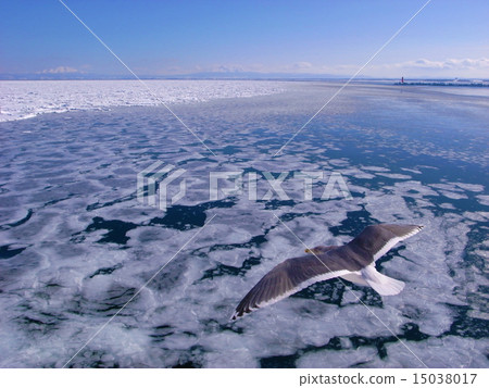 Hakodate Abashiri sea cat over the drift ice 15038017