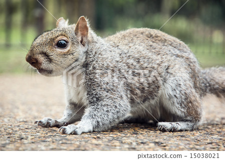 Cute squirrel 15038021