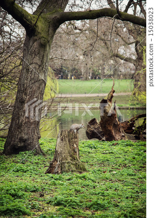 Squirrel sitting on a tree stump Squirrel sitting on a tree stump 15038023