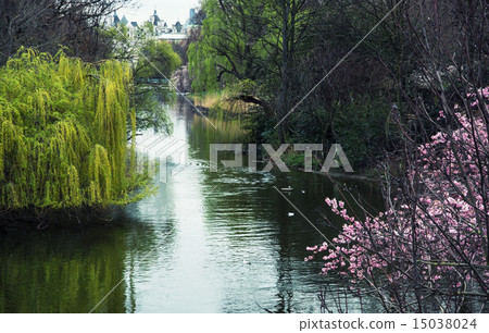 Flowering tree on the lake shore 15038024