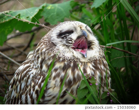 Komimizuku Ⅵ Komimizuku Ⅵ 15038060