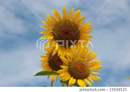 sunflower sunflower 15038525