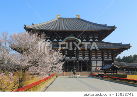 Sakura and Todaiji Temple Buddha Hall 15038741