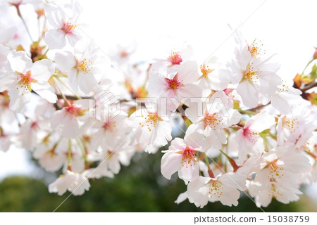 Cherry Blossoms Cherry Blossoms 15038759