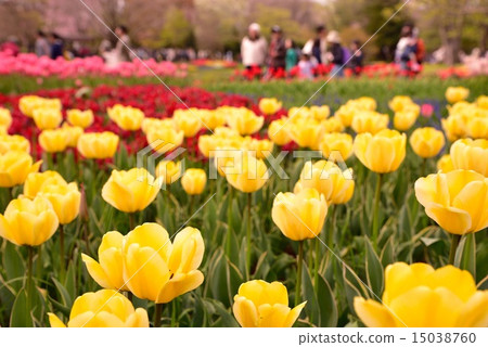 Tulip in Tokyo Tachikawa "National Showa Memorial Park" Tulip in Tokyo Tachikawa "National Showa Memorial Park" 15038760