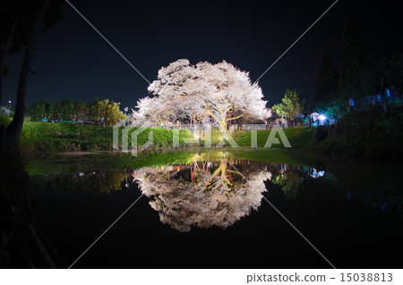 One cherry tree of Asai 15038813