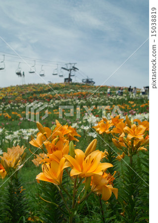 百合五顏六色的百合花名山 百合五顏六色的百合花名山 15038819
