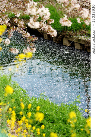 Cherry blossom petals floating in the river 15038930