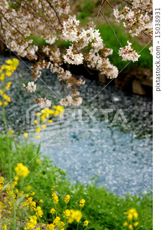 Cherry blossoms and rape blossoms on the river side Cherry blossoms and rape blossoms on the river side 15038931
