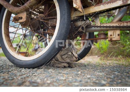 Cat's hide and seek 15038984