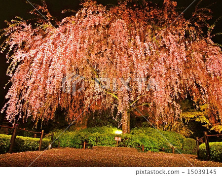 Cherry blossoms at Myoshinji 15039145