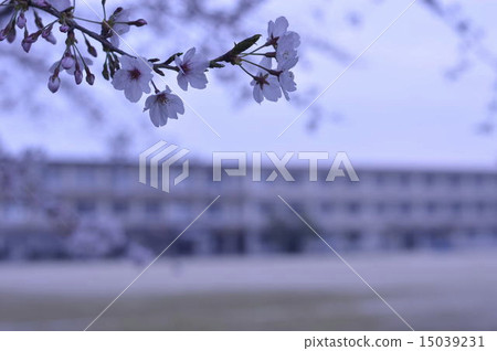Cherry blossom schoolyard 15039231
