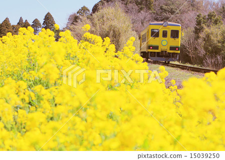 Rape flower blooming isle of railway Rape flower blooming isle of railway 15039250