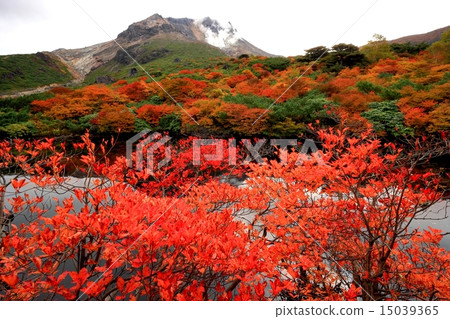 Autumnal leaves of Nasu and Ryugadaira and Mt. 15039365