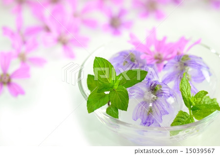 Herbs 15039567