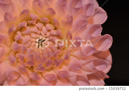 Dahlia 15039752