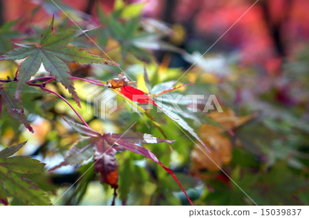 Autumn leaves 15039837