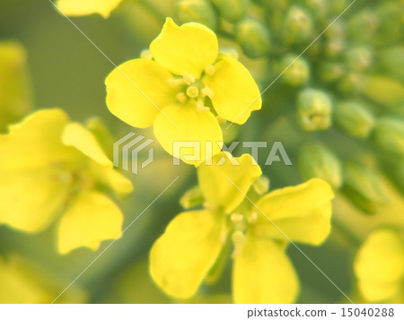 Nanohana · Rape blossoms Field image (13) Nanohana · Rape blossoms Field image (13) 15040288