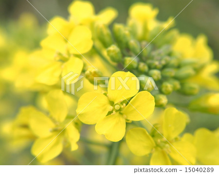 Nanohana · Rape blossoms Field image (14) 15040289