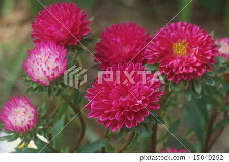 Astor Astor 15040292