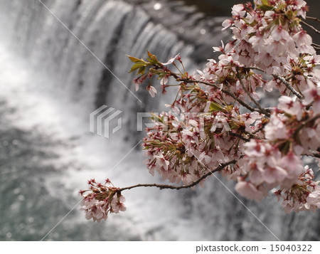 Cherry blossoms and rivers Cherry blossoms and rivers 15040322