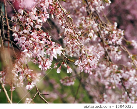 Drooping cherry tree Drooping cherry tree 15040323