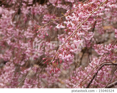 Drooping cherry tree Drooping cherry tree 15040324