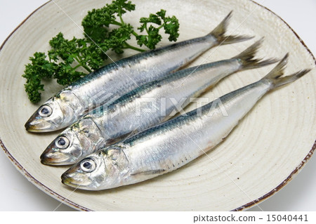 沙丁魚 沙丁魚 15040441