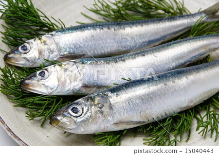 沙丁魚 沙丁魚 15040443