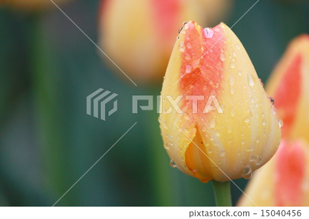 眼淚也流下了眼淚 15040456