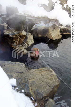 進入溫泉的猴子的父母和孩子 進入溫泉的猴子的父母和孩子 15040490