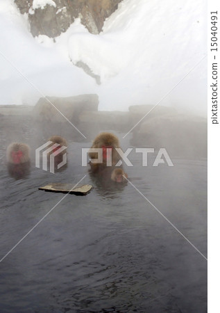 進入溫泉的猴子 15040491