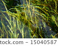 Water surface 15040587