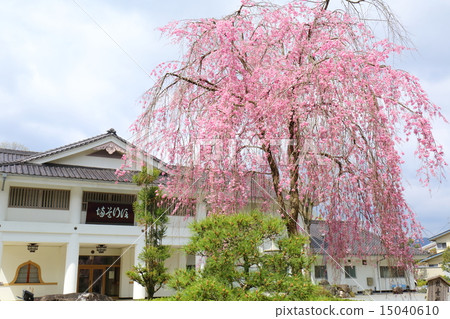 Komonomonji寺廟Fuyoemon Sakura和Nobuyuki Dojo 15040610