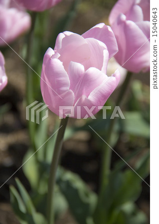 Tulip Tulip 15040643