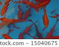 Goldfish   15040675