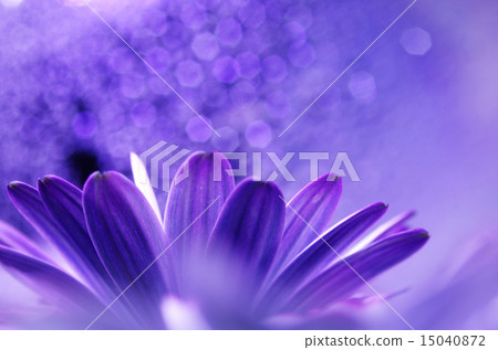 Fantasy flowers Fantasy flowers 15040872
