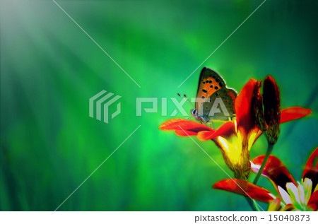 幻想世界蝴蝶 幻想世界蝴蝶 15040873