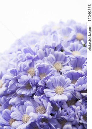 Cineraria Cineraria 15040888